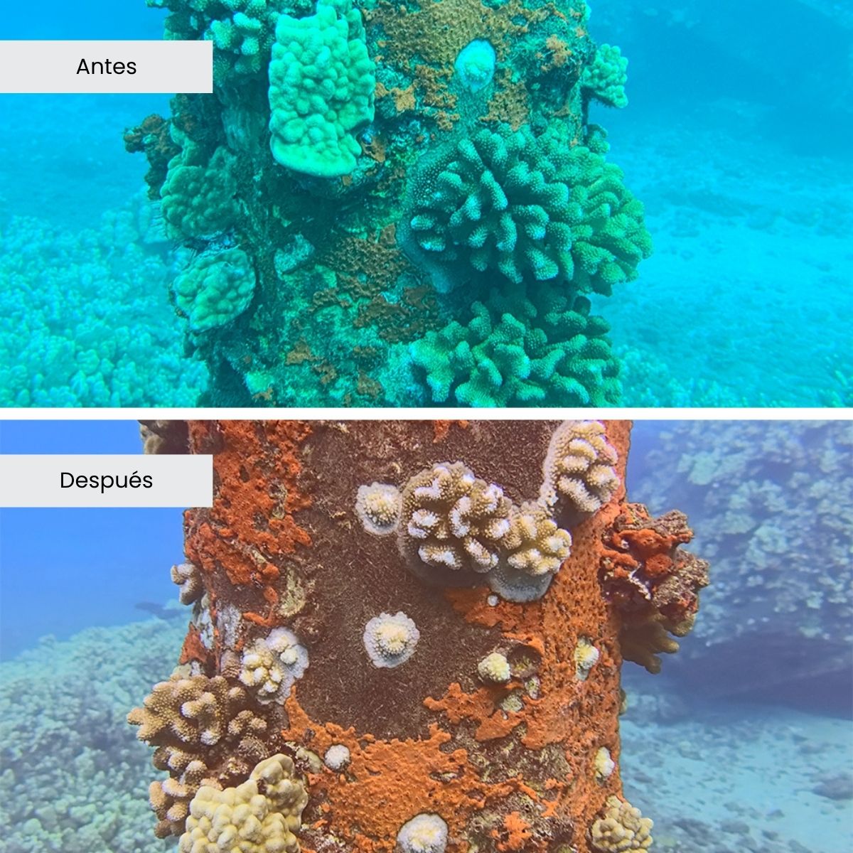 A lot of fun kit Divevolk