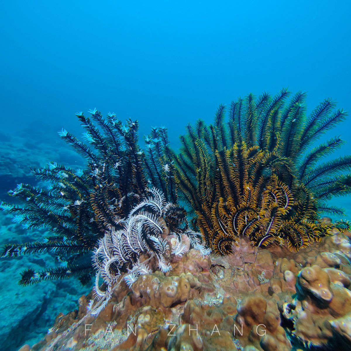 A lot of fun kit Divevolk