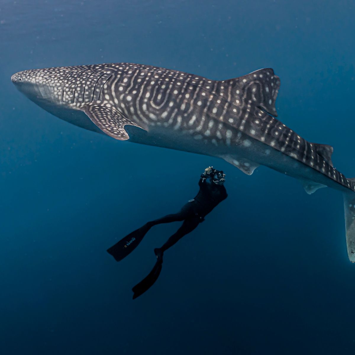 Carcasa Divevolk SeaTouch 4 Max