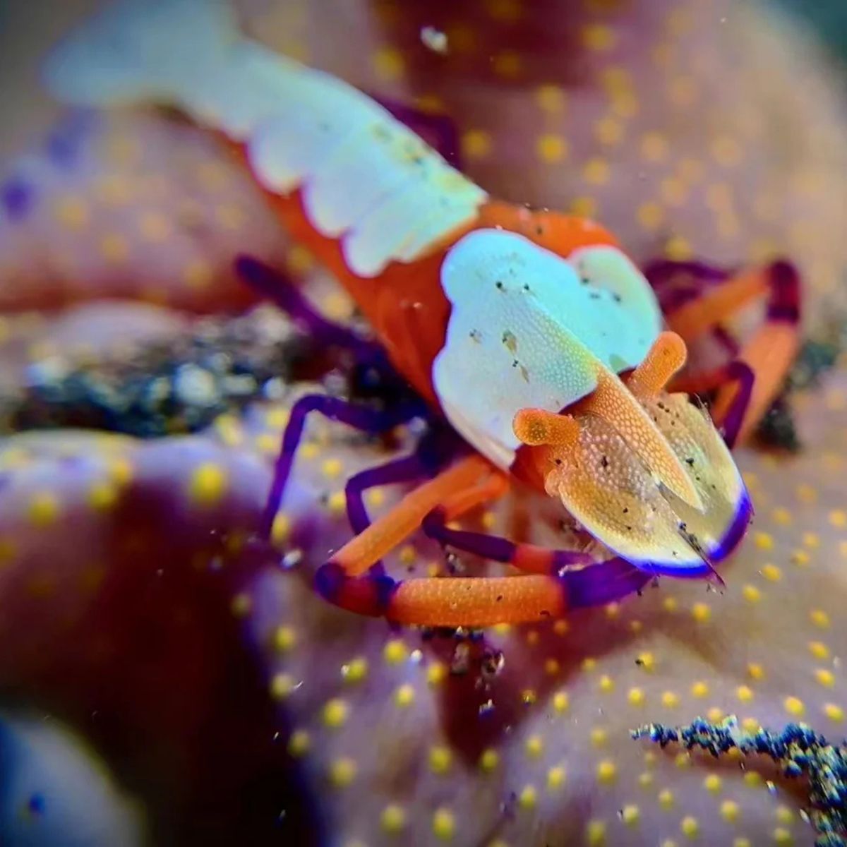 Close shots kit Divevolk