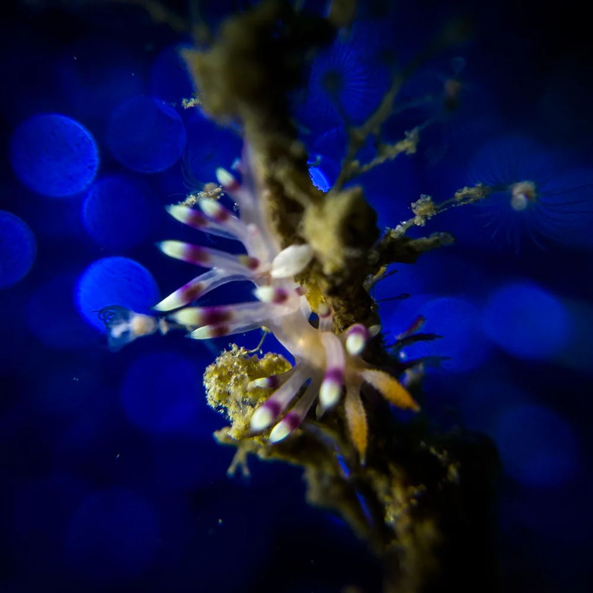 Close shots kit Divevolk