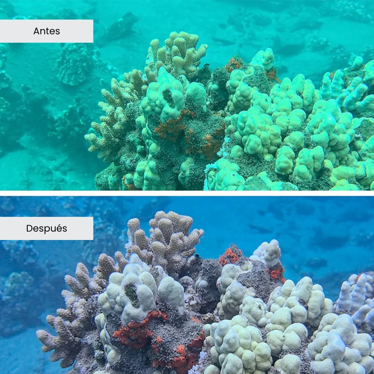 Filtro rojo 67 mm Divevolk