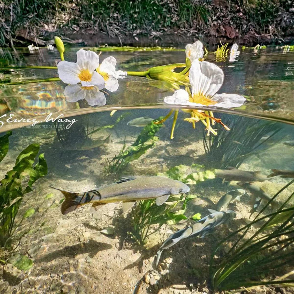Filtro Snorkelling, corrección de color 0–10 m, montaje directo. No puede usarse en conjunto con el Domo.