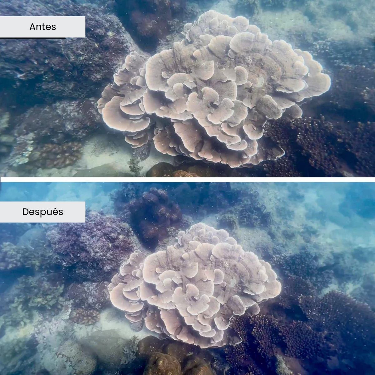 Lente gran angular x0.6 Divevolk