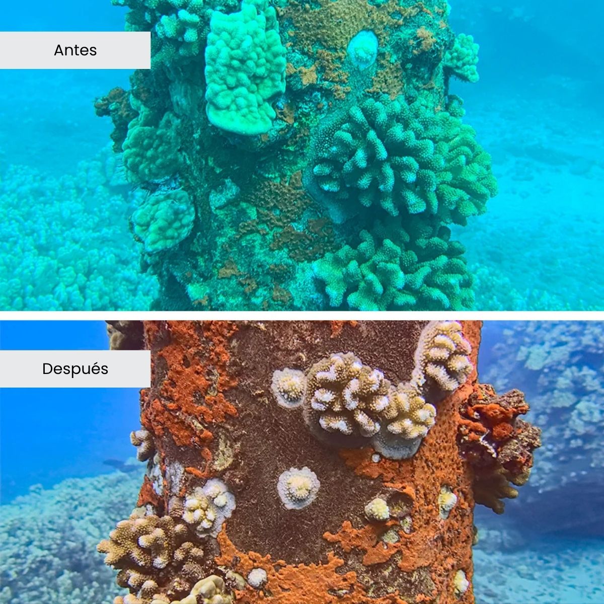 Filtro rojo 67 mm Divevolksocial media kit Divevolk