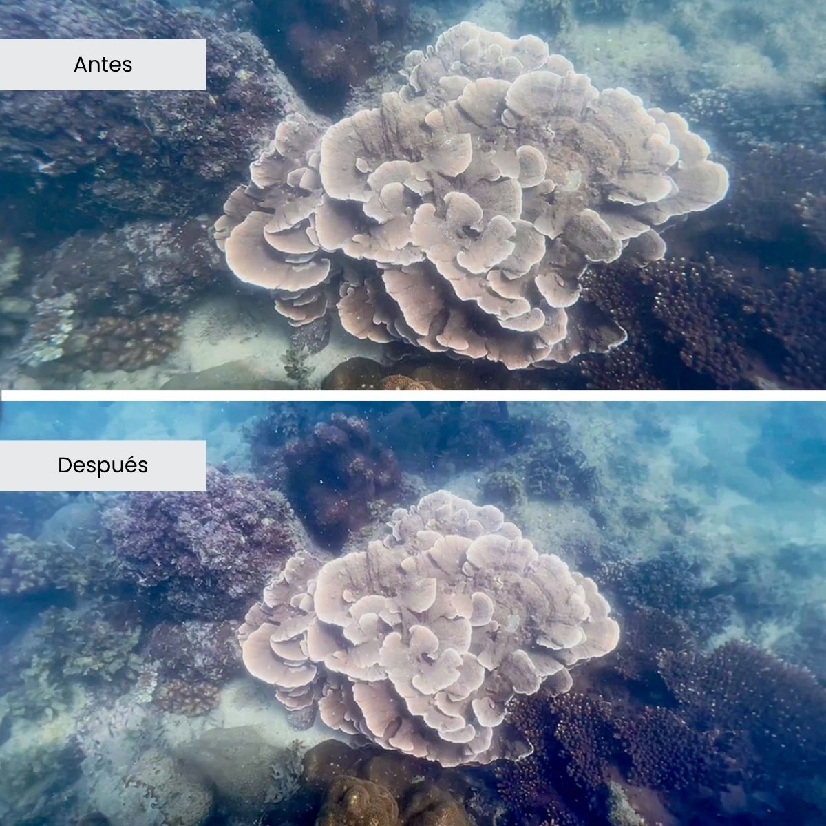 social media kit Divevolk