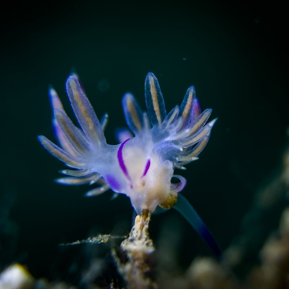 Snoot concentrador del haz de luz