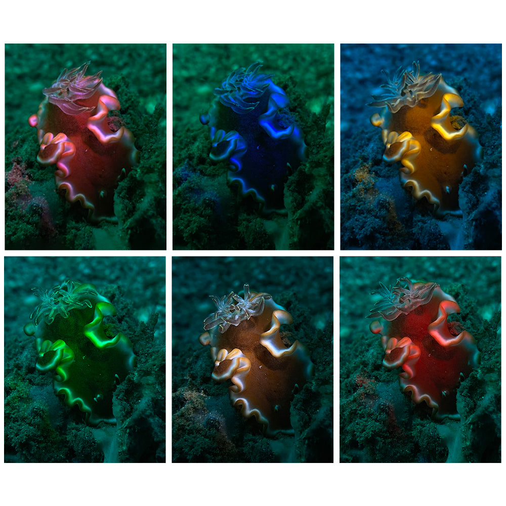 Rueda de filtros de color para snoot (SL20)