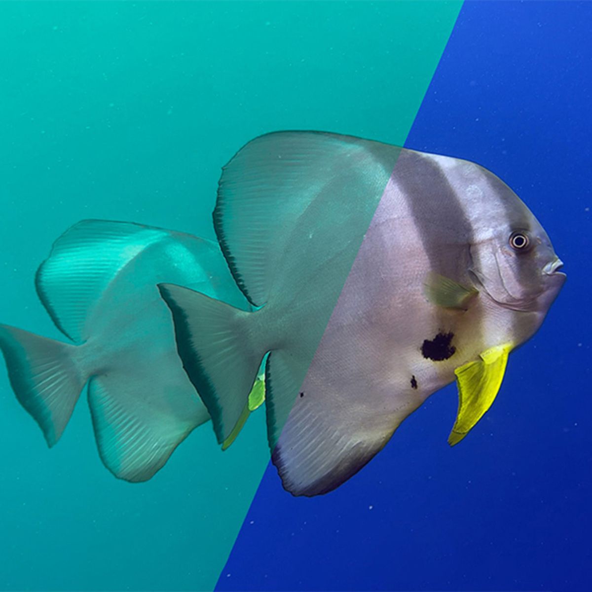 Filters kit Divevolk