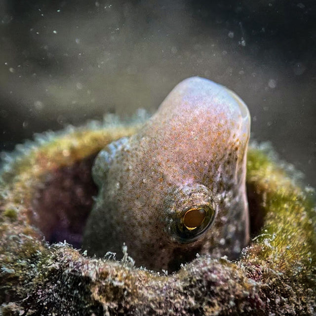 Snoot concentrador del haz de luz Divevolk, vista 7