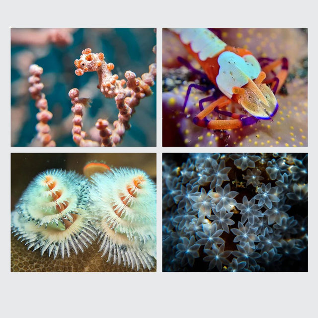 Lente super macro PRO x18 Divevolk, vista 10