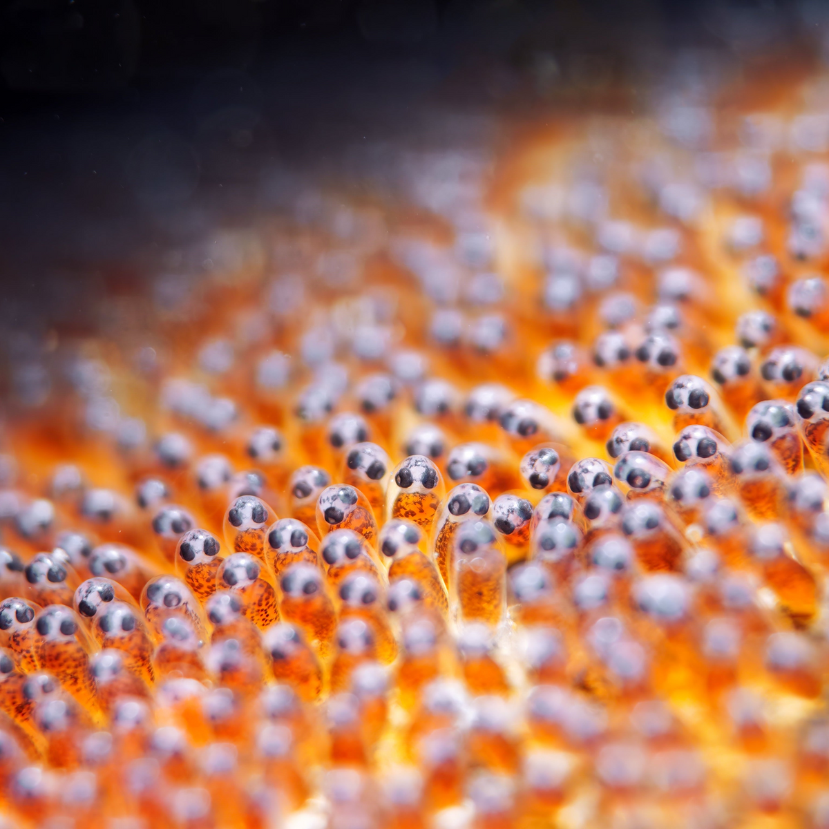 Macro Lens Pro +18, vidrio óptico profesional de +18 dioptrías, distancia mínima de enfoque de milímetros.